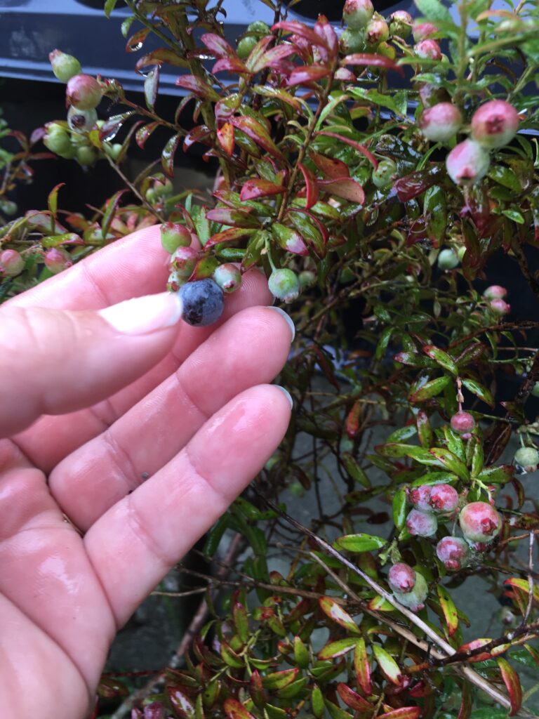 Florida native darrows  Blueberry 