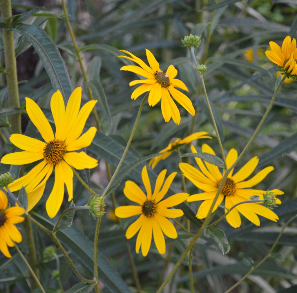 Florida native narrow Leaf Sunflower