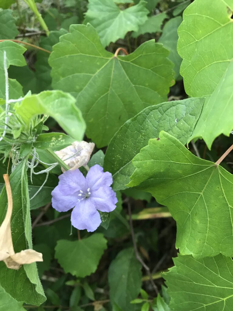 native ruellia wold petunia