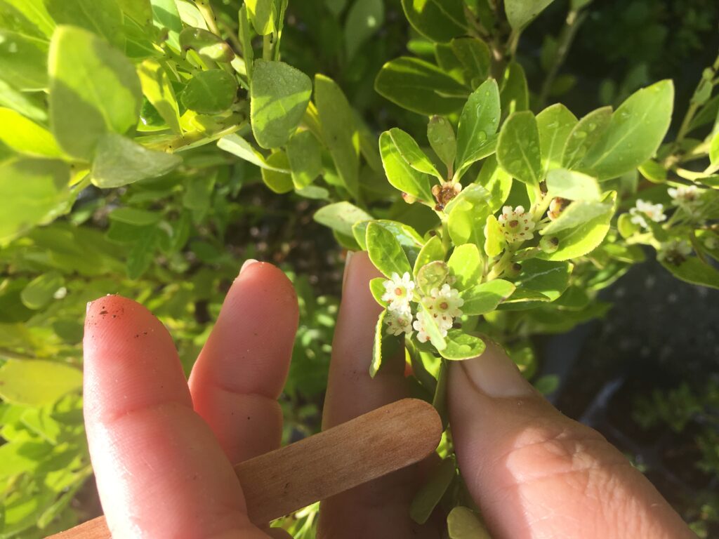 Galberry / Inkberry flowering and foliage 