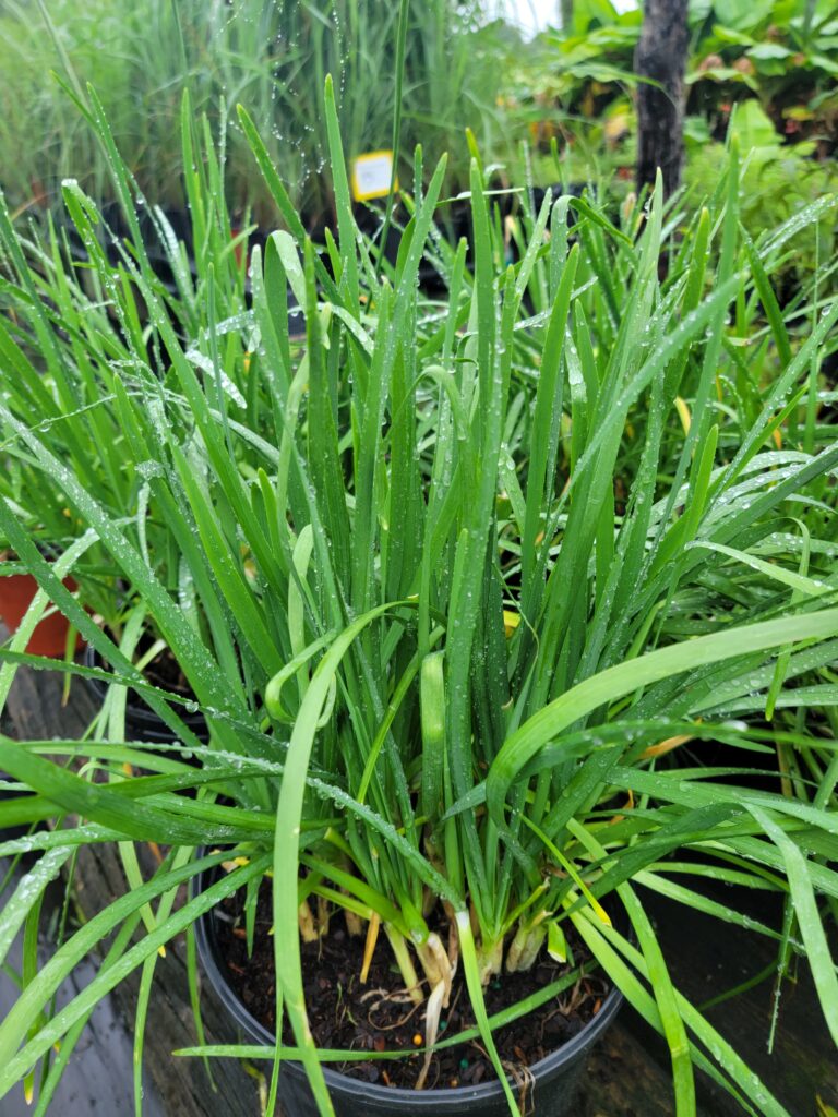 Garlic Chive Foliage 