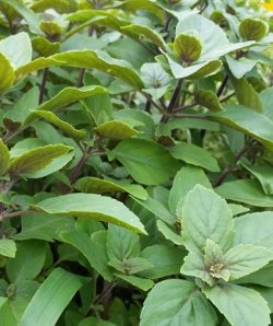 African Blue basil foliage