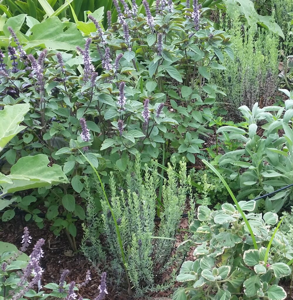 African blue basil blooming in a mixed herb garden