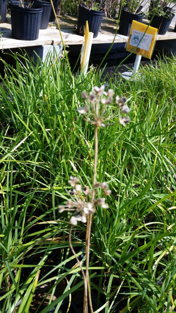 Garlic Chives going to seed 