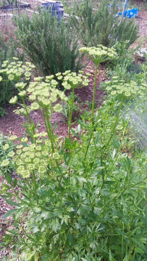 Parsley seed heads 