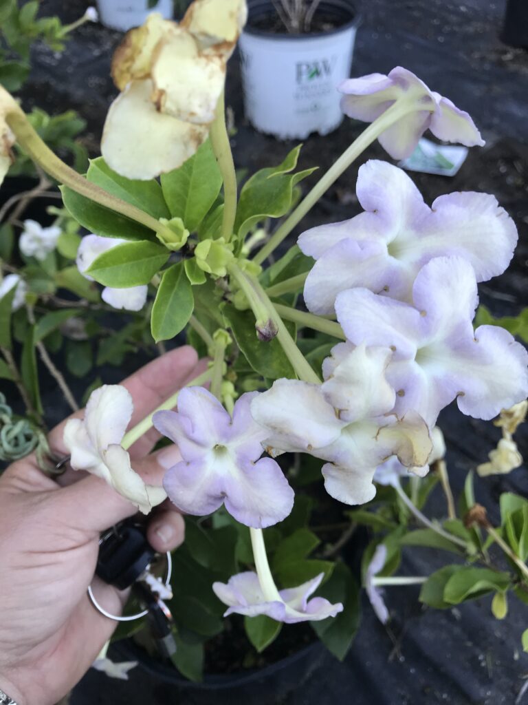 Brunfelsia americana Lady of the Night flowers 