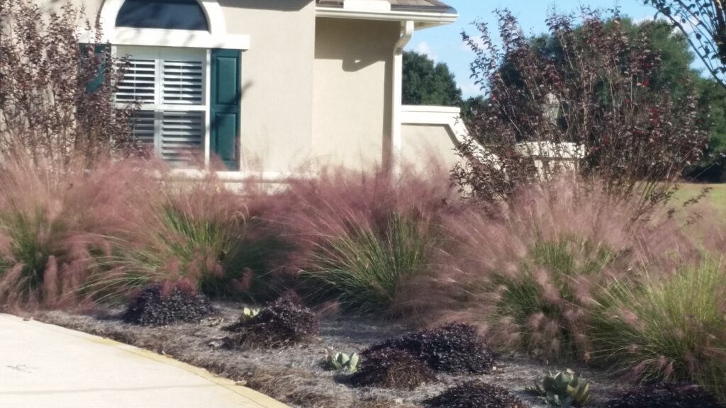 Muhley Grass blooming in the landscape 