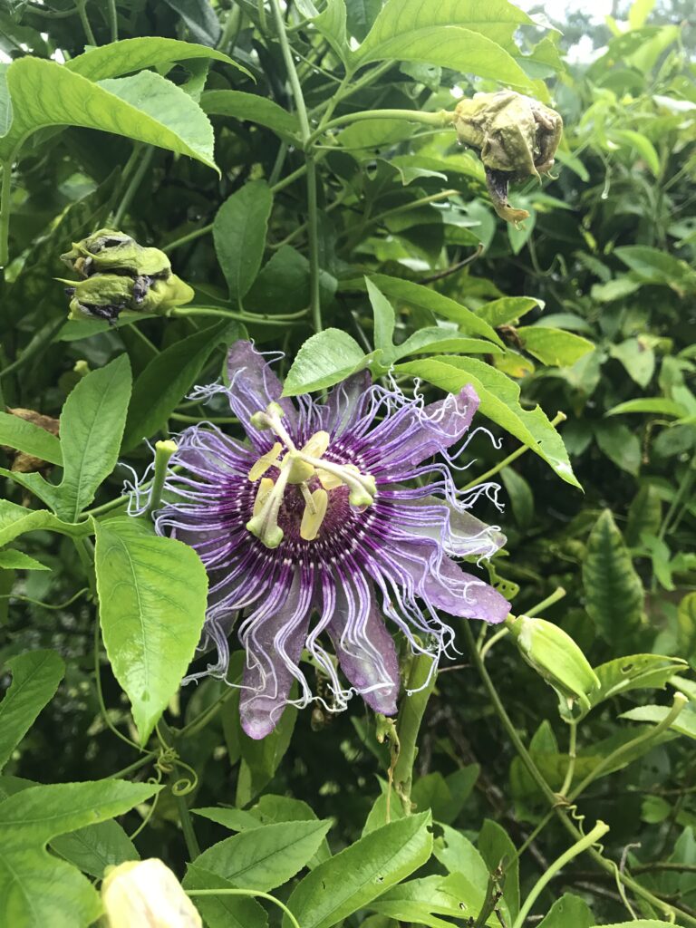 Passionflower maypop vine flower