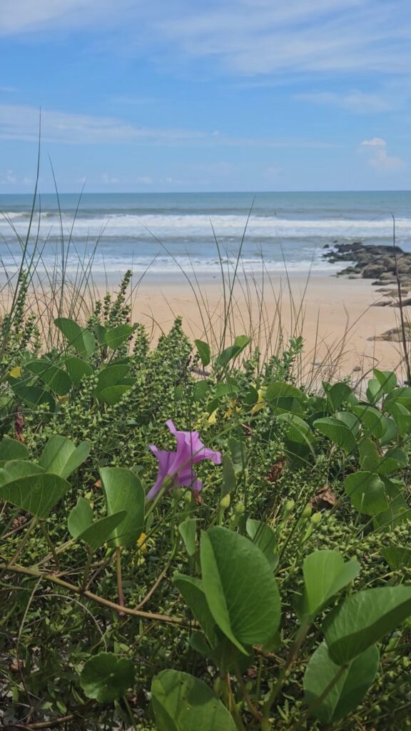 railroad vine on the dune at the beach in NE Florida 