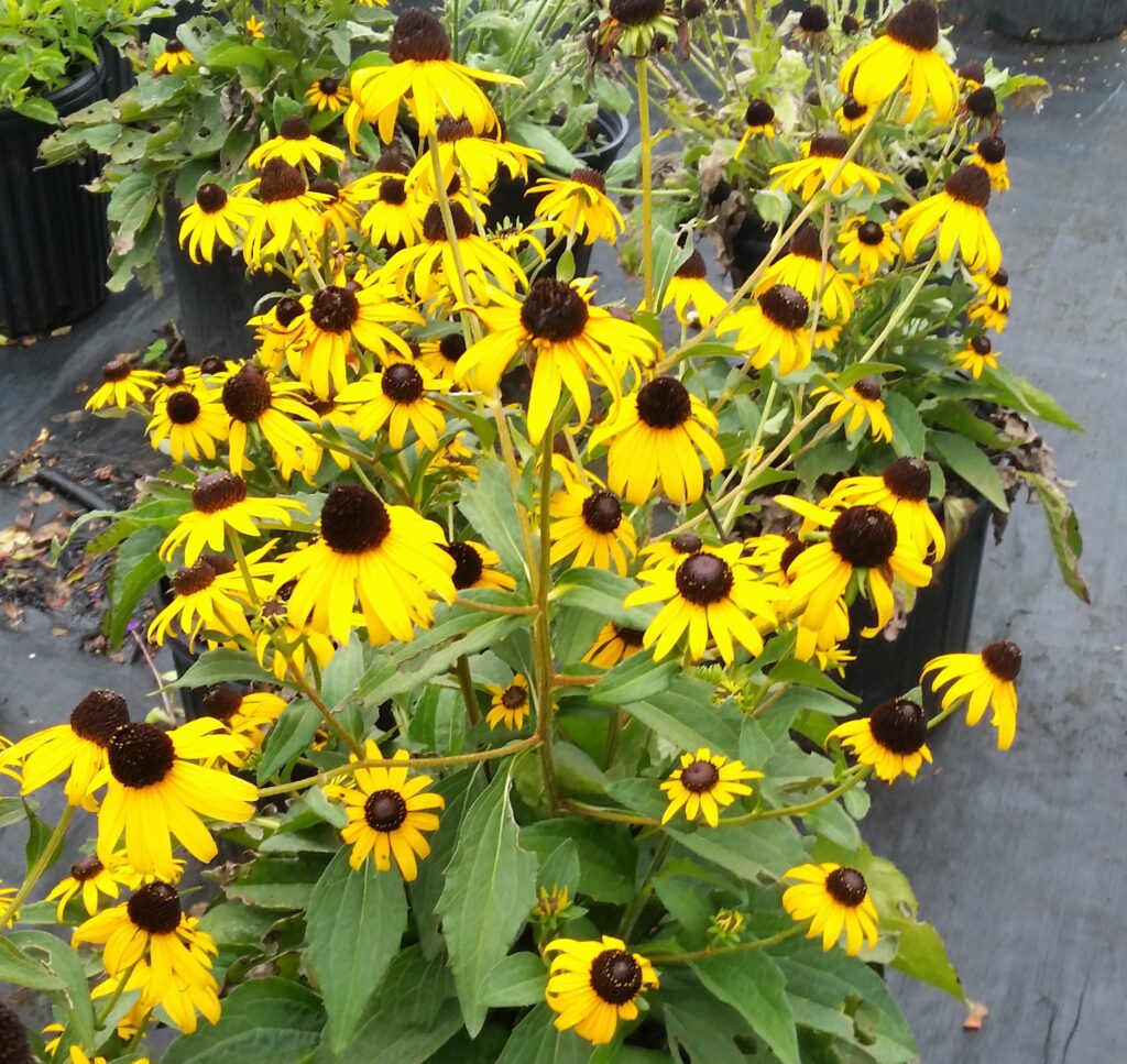 Rudbeckia Fulgida Black eyed susan yellwo coneflower orange coneflower in nursery pot