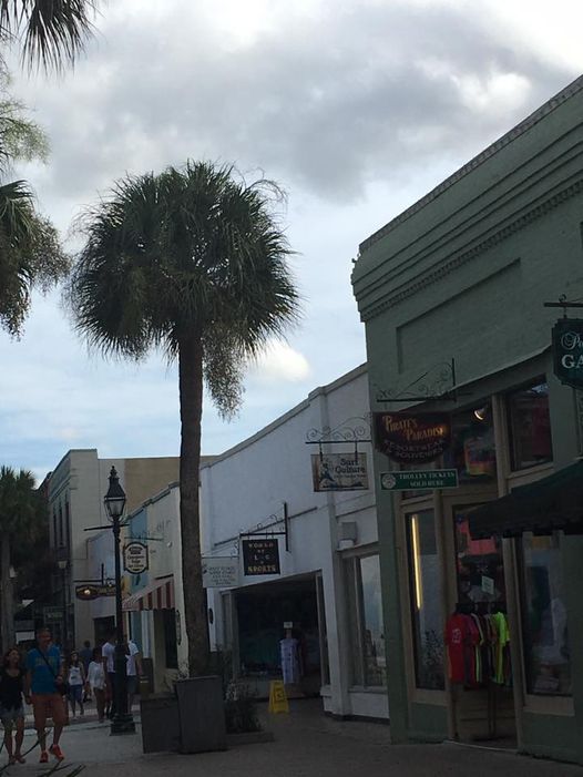 Sabal palm / Cabbage Palm