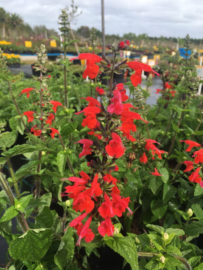 Salvia Coccinea Forida native red blooms 