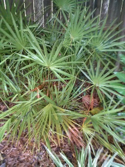 Saw palmetto