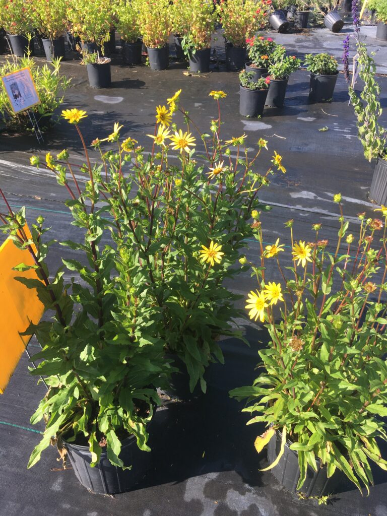 Silphium asteriscus Starry Rosinweed