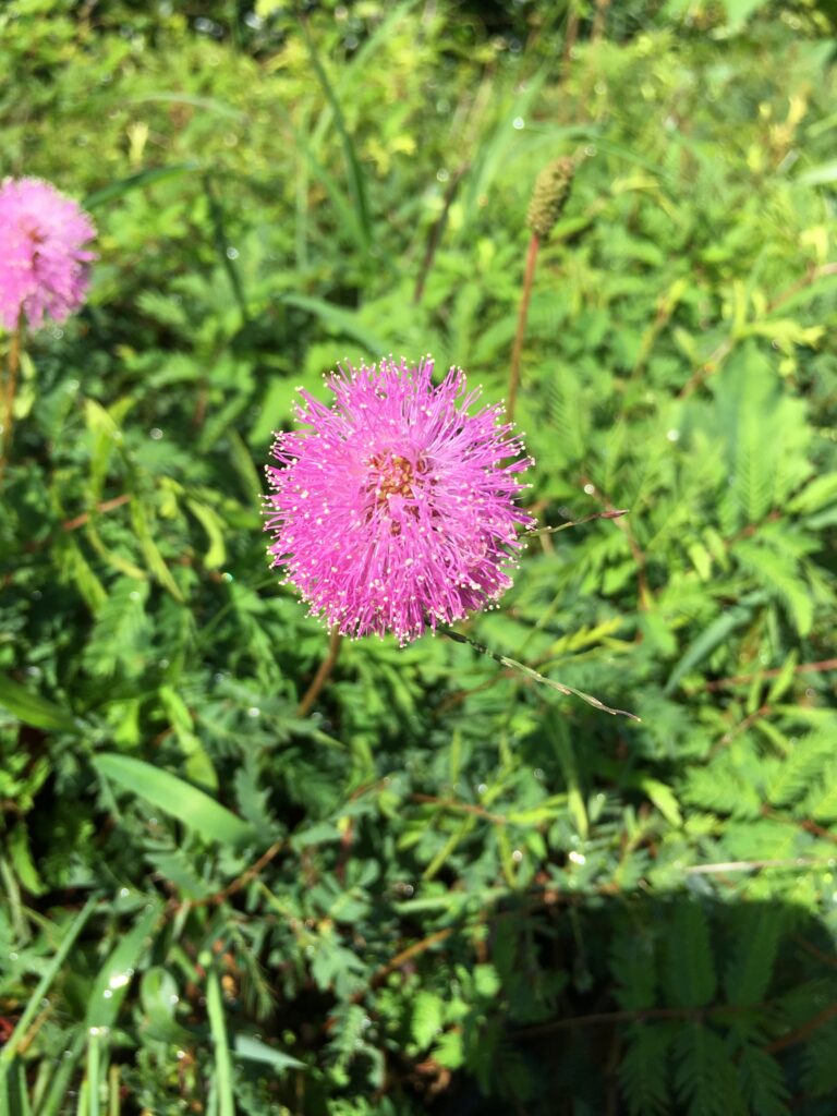 Sunshine mimosa strigillosa Florida native plant flowering 