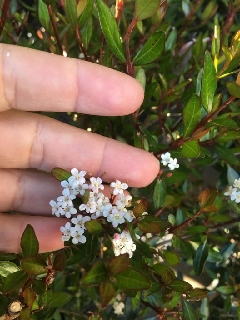 Walters Viburnum