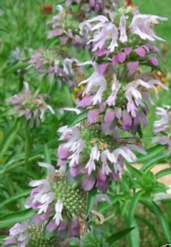 Dotted horsemint Spotted Bee balm Monarda punctuata blooms 