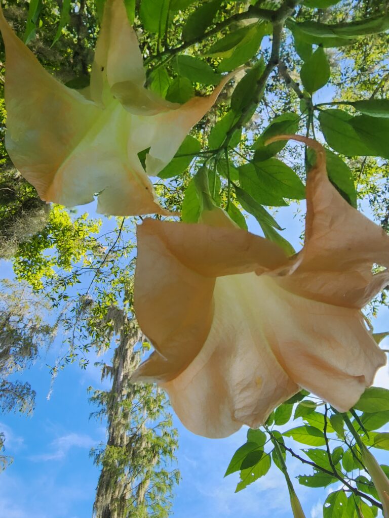 Angels trumpet brugmansia tree flowers  single peach color agains the sky