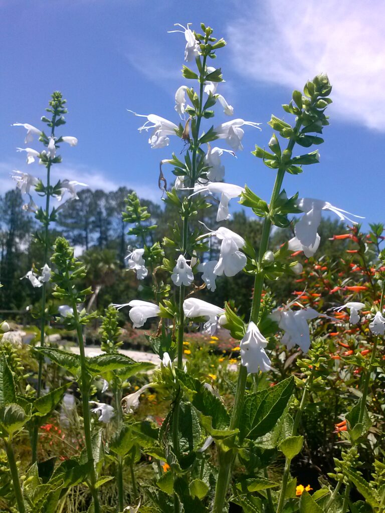 Salvia coccinea white scarlet sage