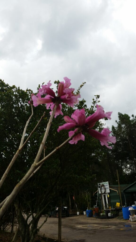 Pink Trumpet tree blooms up close