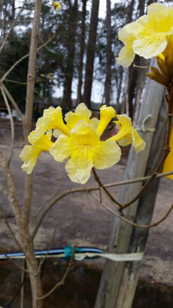 Golden trumpet tree bloom up close 