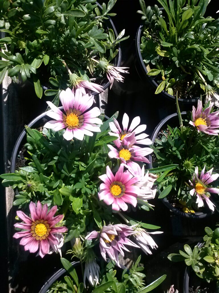 Gazania Daisy