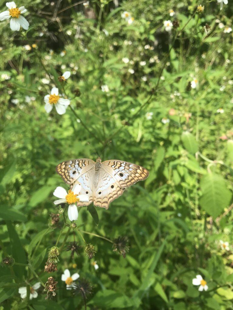 White Peacock Butterfly