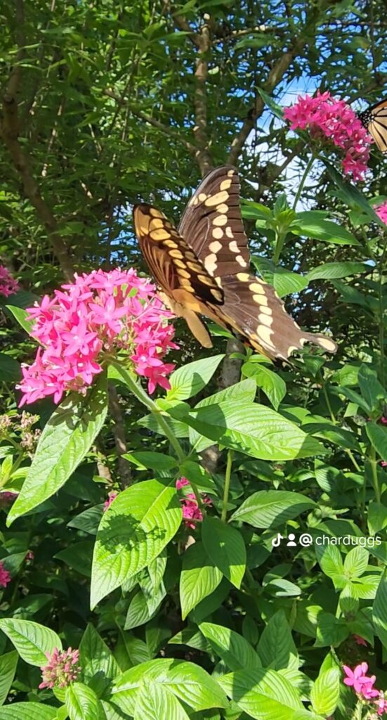 Heirloom Pentas starburst with ginat swallowtail butterfly