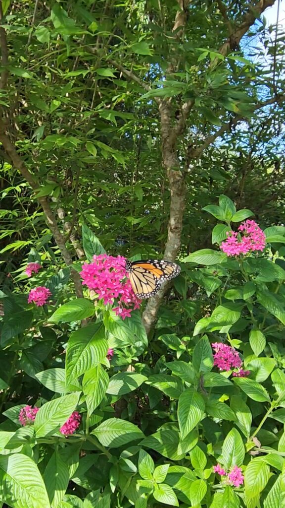 Jessica Penta with a Monarch butterfly feeding from the flower