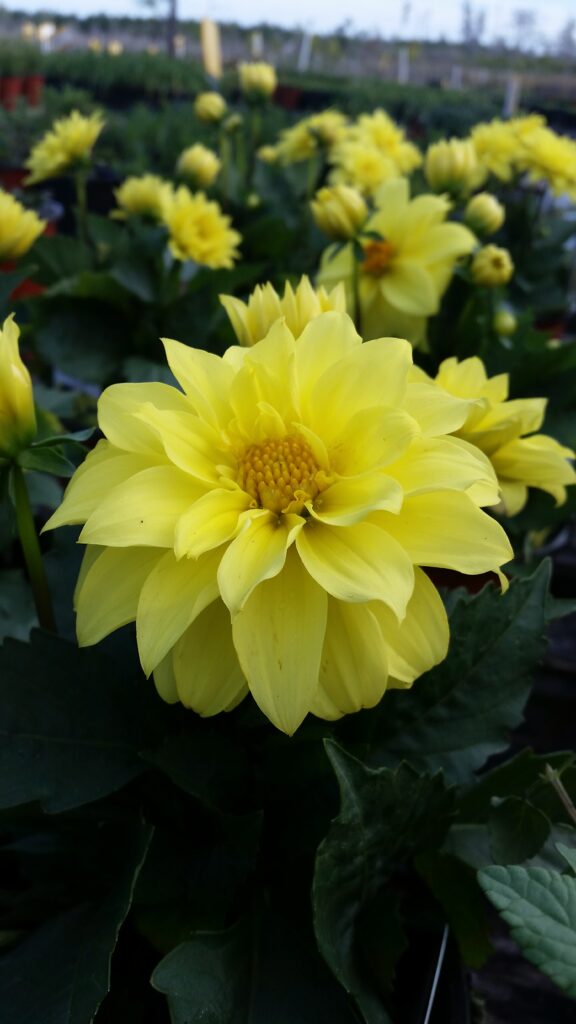 Dahlia yellow bloom in nursery containers