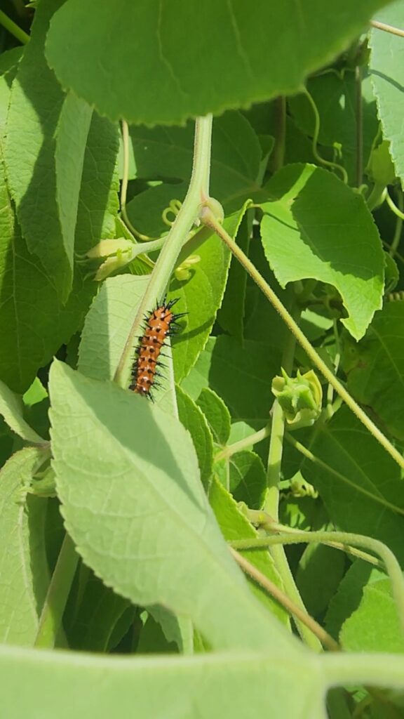 Frittilary caterpillars on lady margaret passionvine