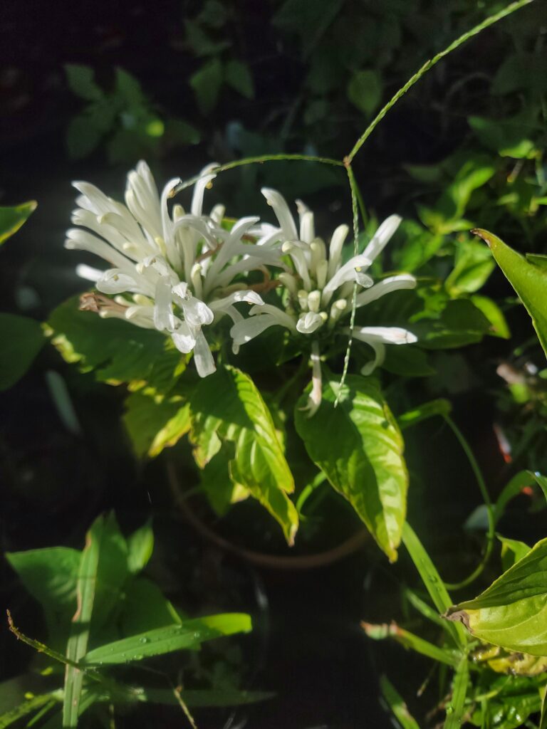 Brazillian plume flower white bloom