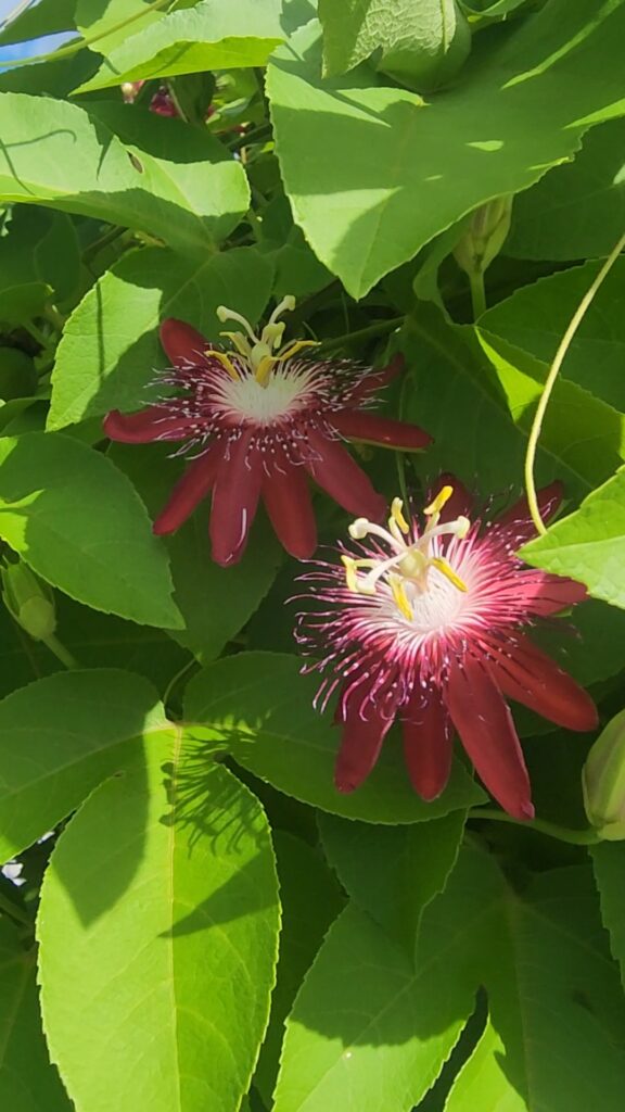 Lady margaret passiflora blooms on vines 