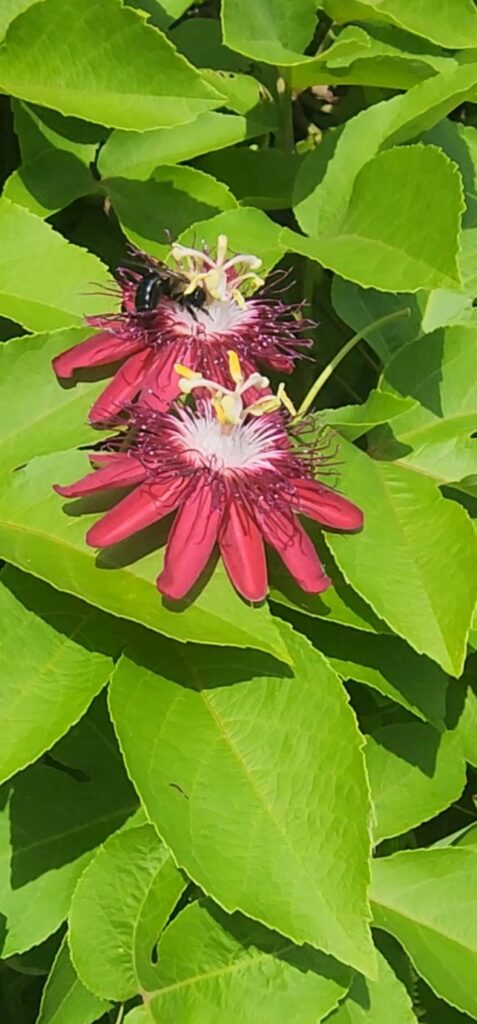 Lady Margaret passiflora blooms being visited by pollinators 