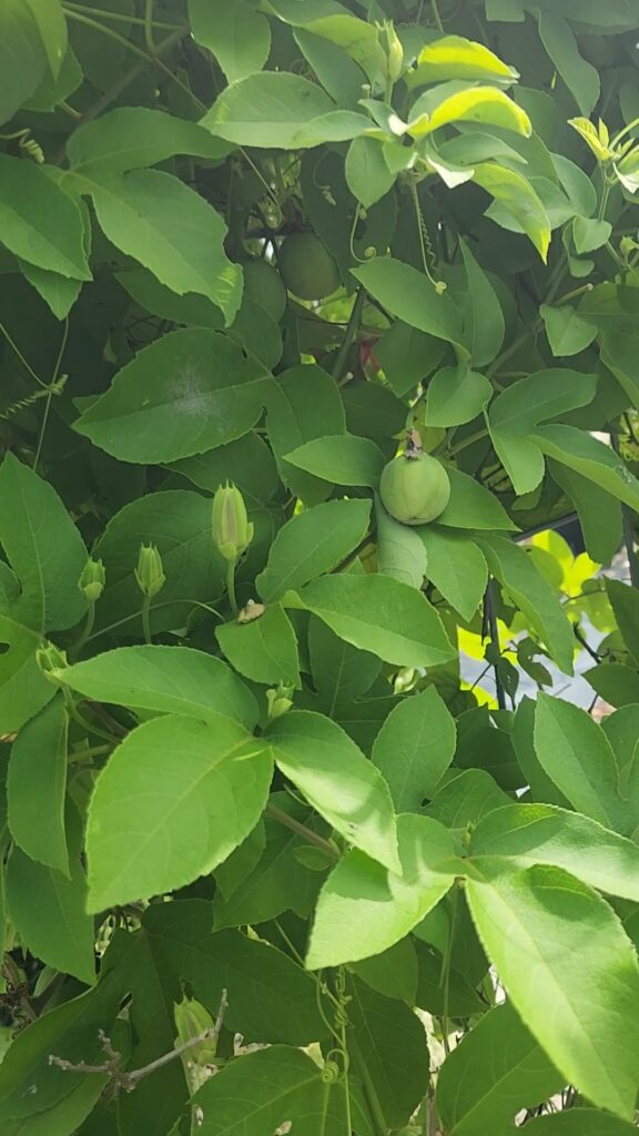 Lady margaret passionvine fruiting