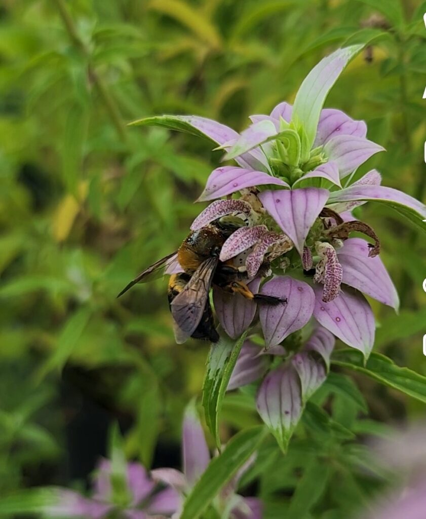 monarda punctuata bloom dotted horsemint spotted bee balm