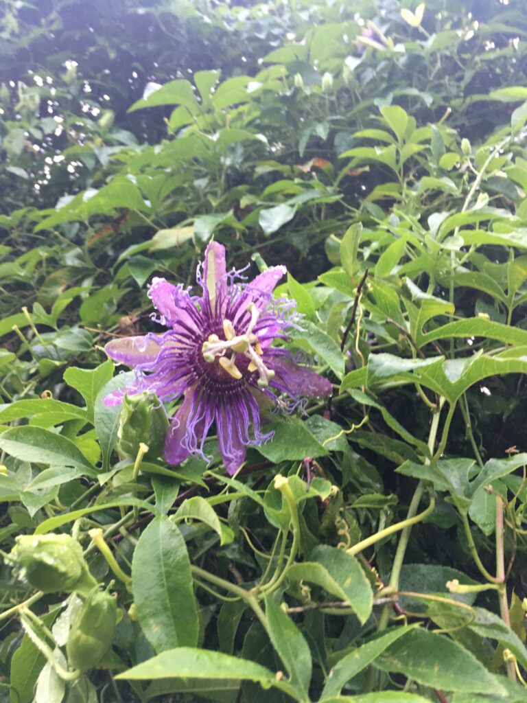 passion flower vine incense flower and vine completely covering a citruss tree 