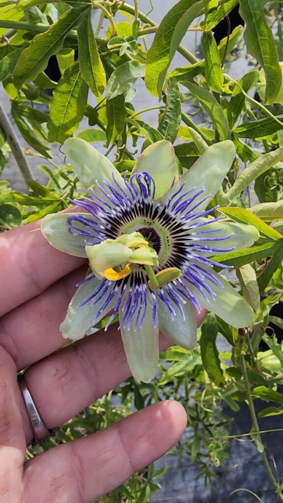 passiflora caerulea blue 