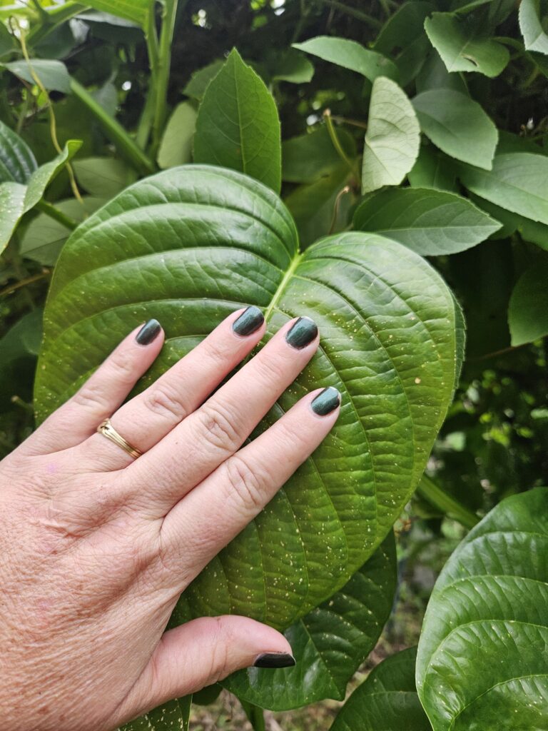 Passiflora quadralangularis December in Northeast Florida leaf up close hand size comparison