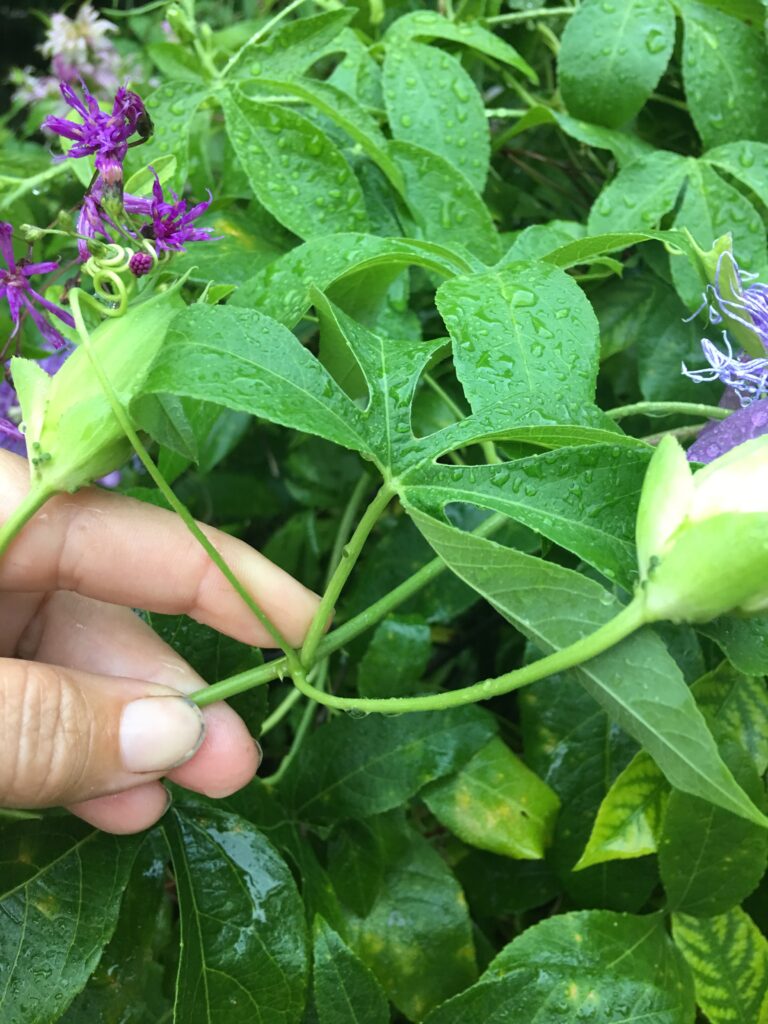 Passiflora Incense incarnata x cincinnata stem image showing extrafloral nectary halfway up the stem not close to the leaf like it would be on incarnata