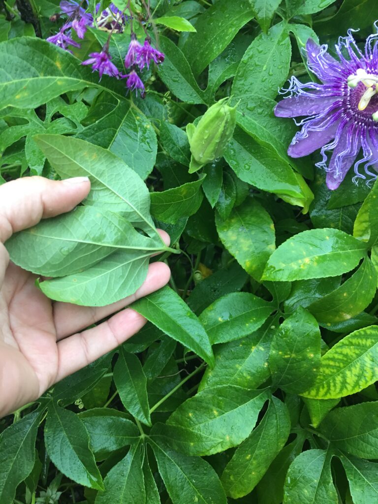 Passion flower vine incense back of leaf 