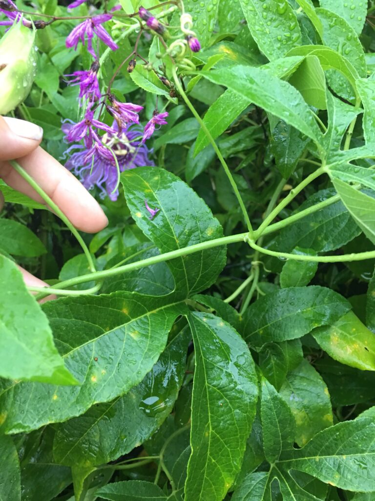 Passion Flower vine Incense