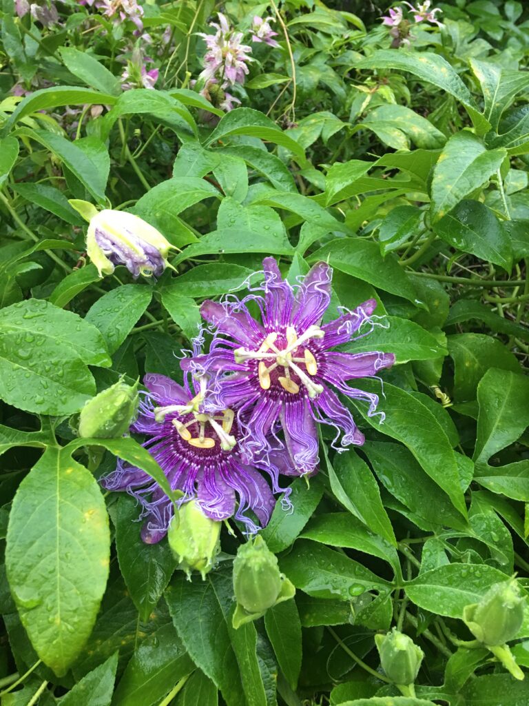 Passion Flower vine at the local park Passiflora Incense incarnata x cincinnata blooms and flower buds and foliage 