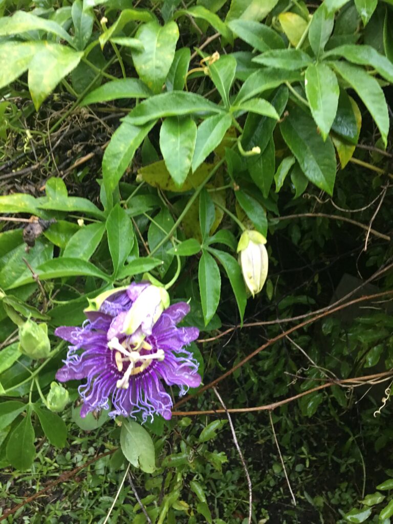 passiflora Incesnse blooms and foliage 