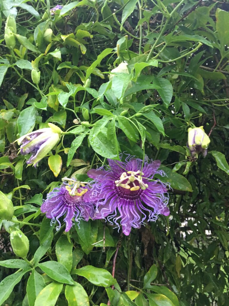 passiflora insence x cincinnata 'Incense' two together blooms and vines showing 5 lobed leaves