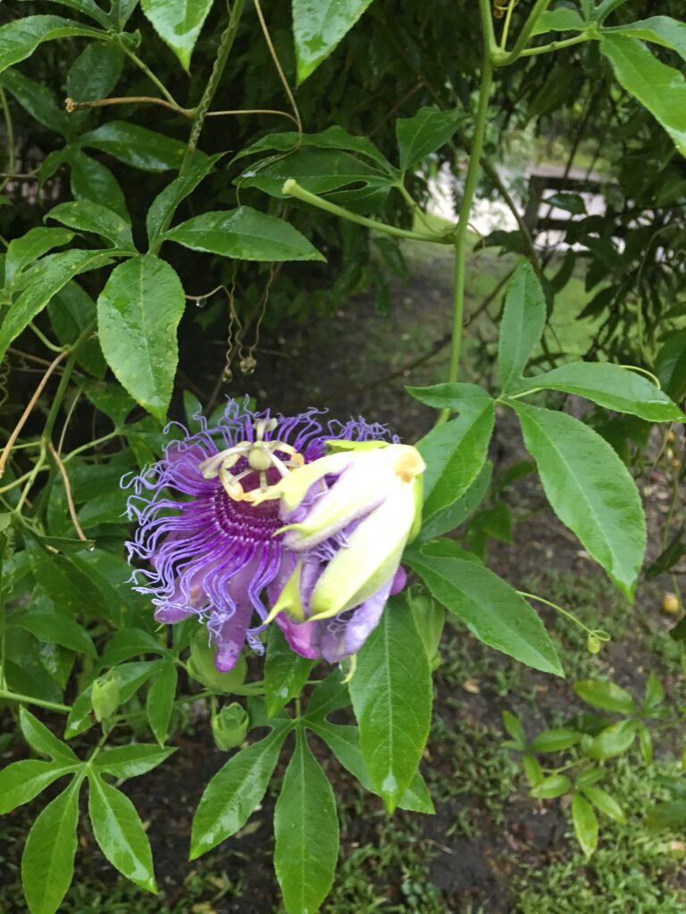 passiflora Incense leaves and flowers showing bright colored curly filaments 