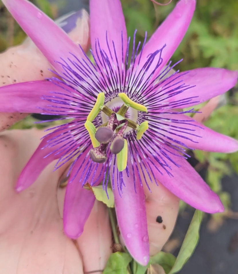 Lavender lady passionflower Vine Flower