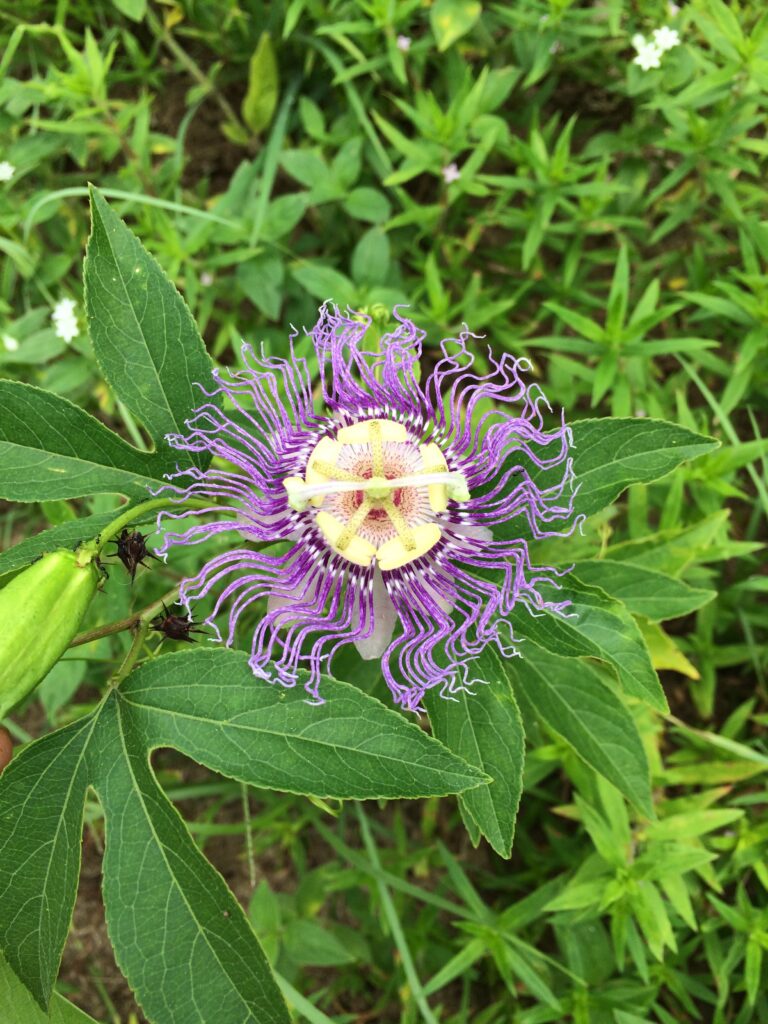 Wild Passion vine NE Florida Maypop