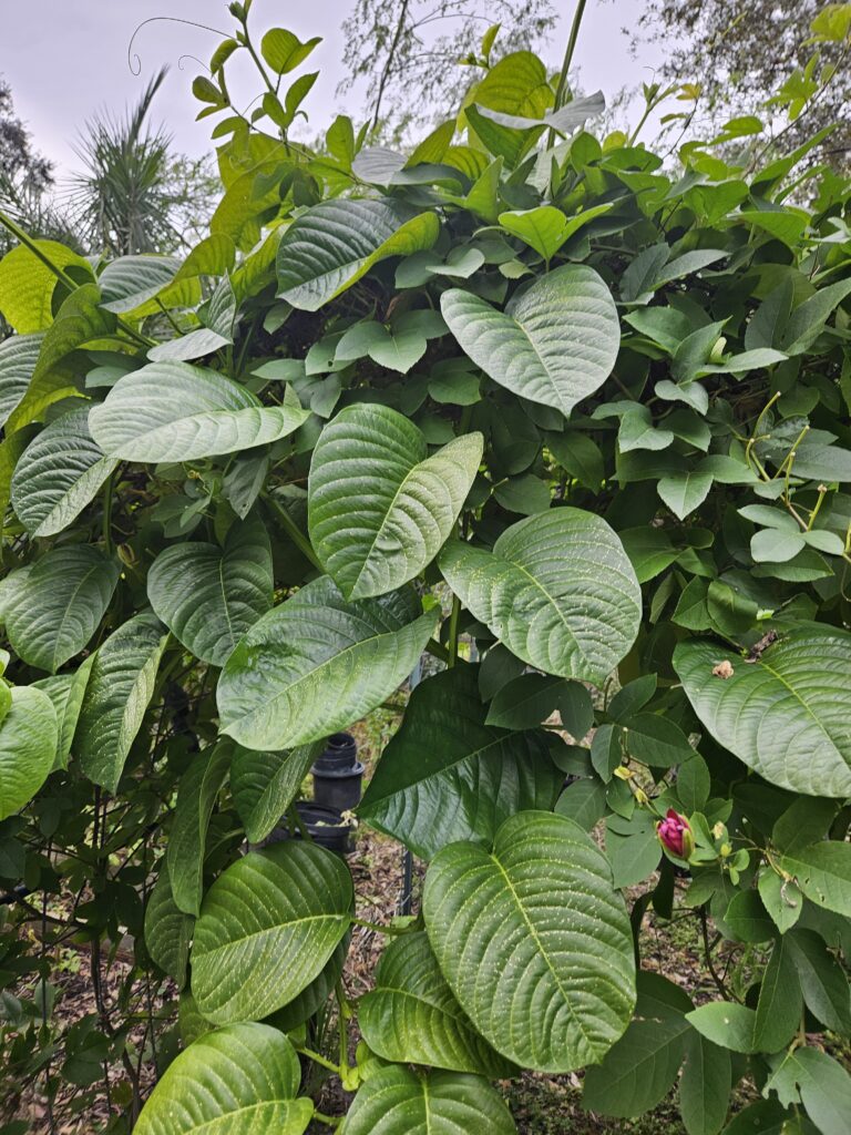 Giant Grandilla / badea Passionflower / Passiflora quadralangularis leaves on an arched trellis 