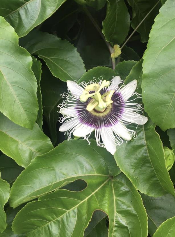 Purple Possum Passionflower 